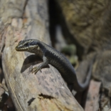 V Zoo Brno se rozmnožil vzácně chovaný druh australského scinka